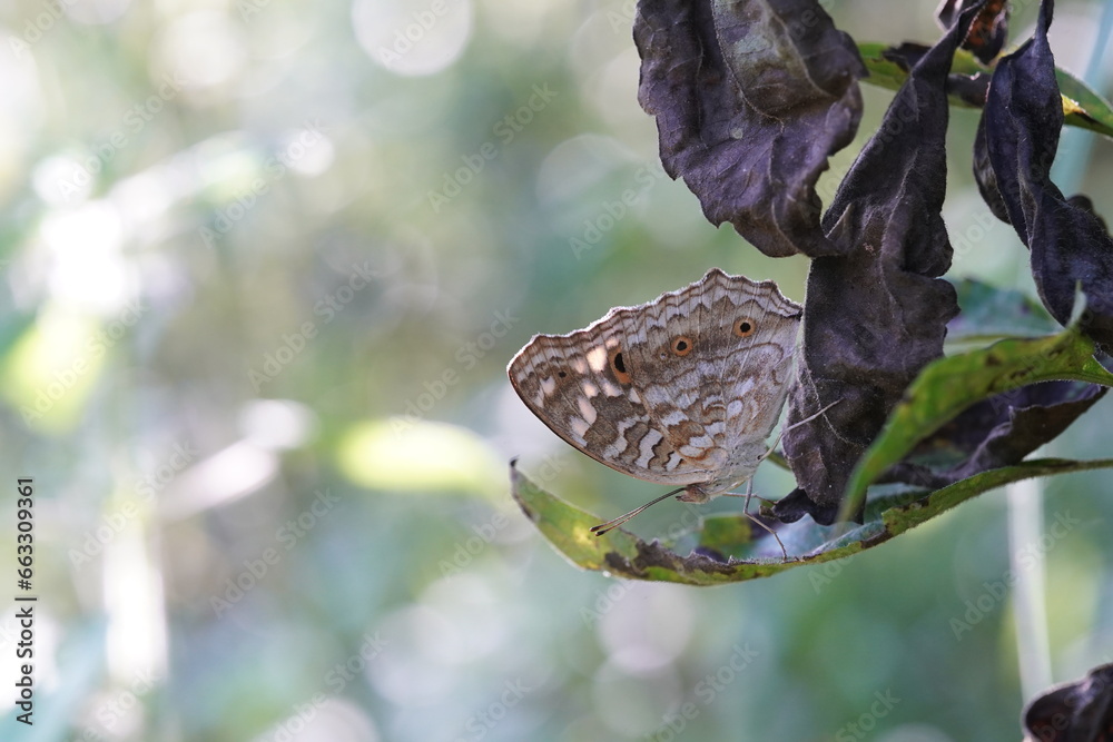 Fototapeta premium Zizina otis is found in forests and grasslands.