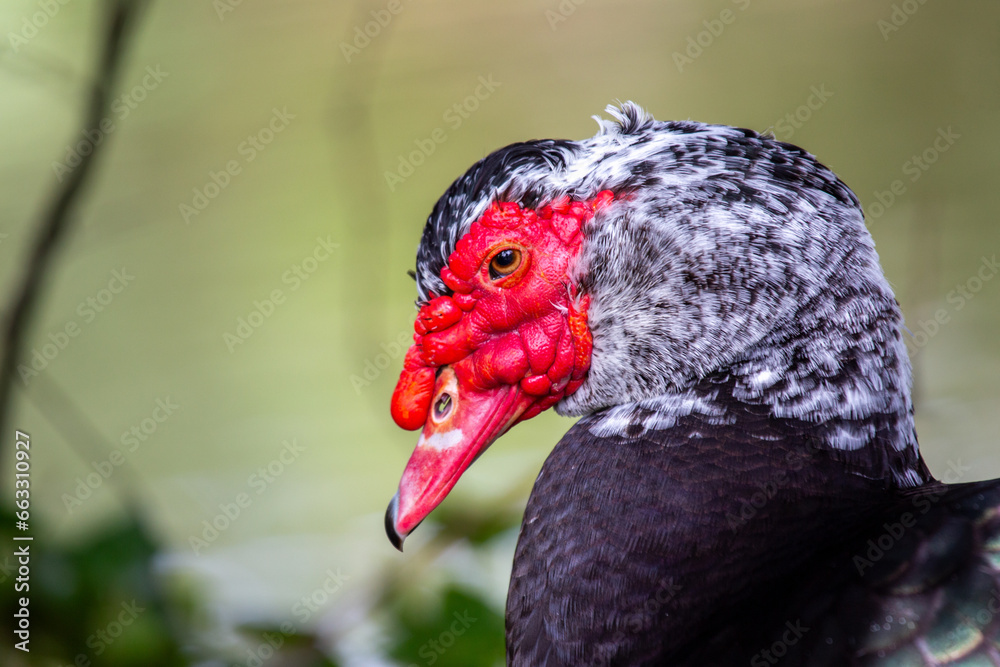 Muscovy Duck (Cairina moschata)