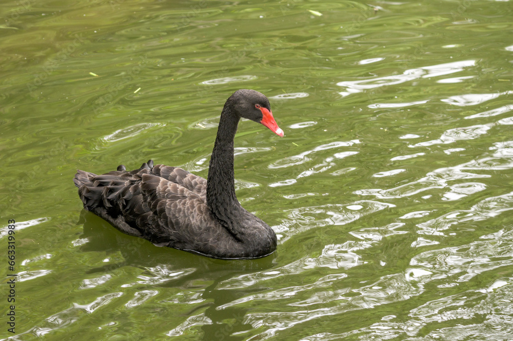 Fototapeta premium Black swan (Cygnus atratus) in the pond.