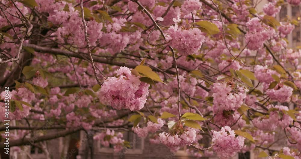 Cherry blooming in Japan in spring. Close-up of petals of delicate cherry blossoms fall off from light breeze and give feeling of fairy tale. Spend romantic date in spring under Cherry blooming Cherry blooming in Japan in spring. Close-up of petals of delicate cherry blossoms fall off from light breeze and give feeling of fairy tale. Spend romantic date in spring under Cherry blooming