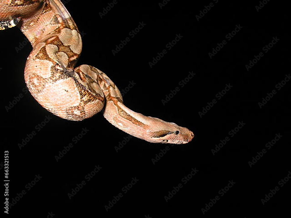 Boa constrictor constrictor - Jibóia Boa constrictor constrictor - Jibóia