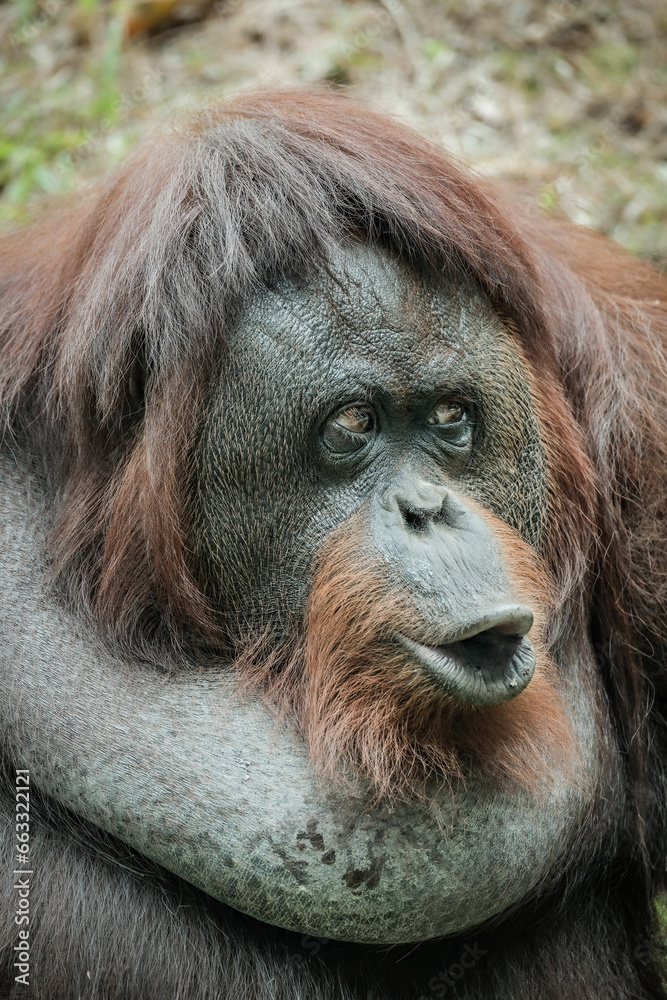 Orangutan 