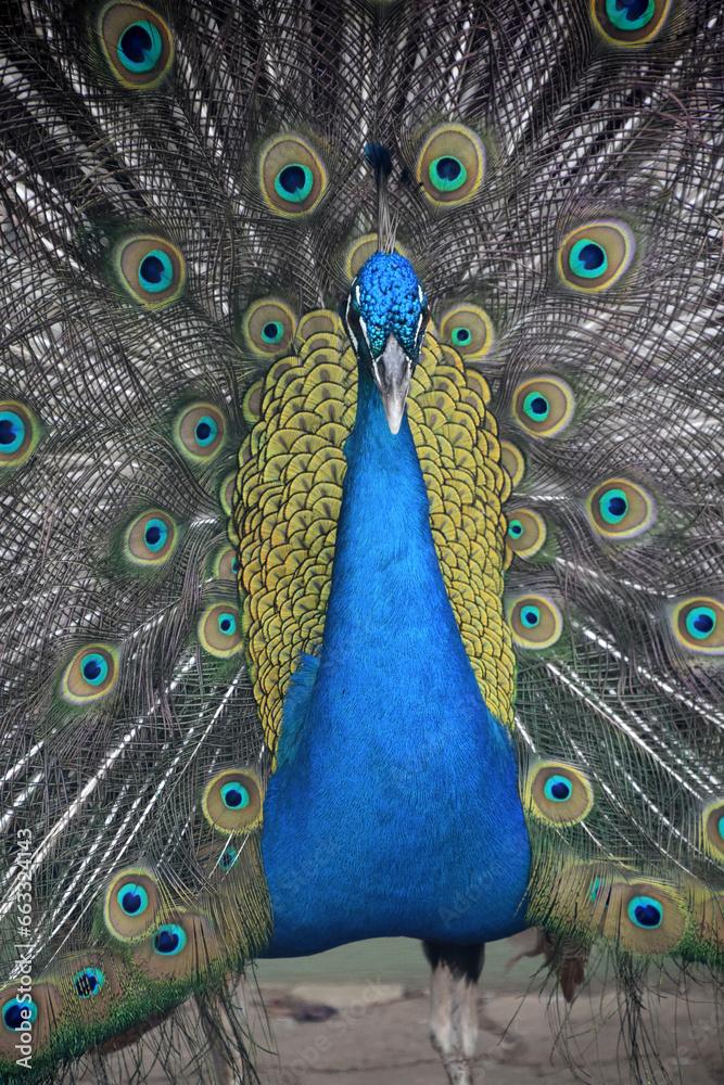 Obraz premium Lovely Blue Peacock with Colorful Feathers Extended