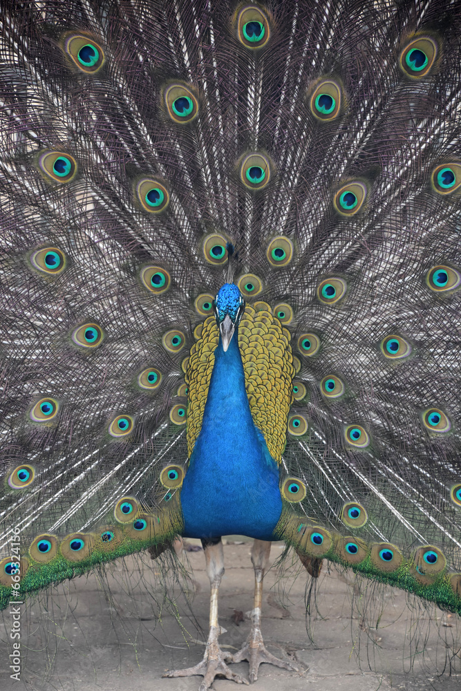 Obraz premium Colorful Plummage On a Brilliant Blue Peacock