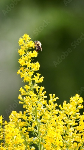 Bee on yellow flower