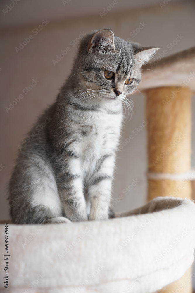 silver tabby british shorthair kitten sitting on top of cat tree silver tabby british shorthair kitten sitting on top of cat tree