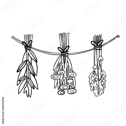 Dried herbs hang on a rope. Spices. Vector. Linear style. Hand drawing.