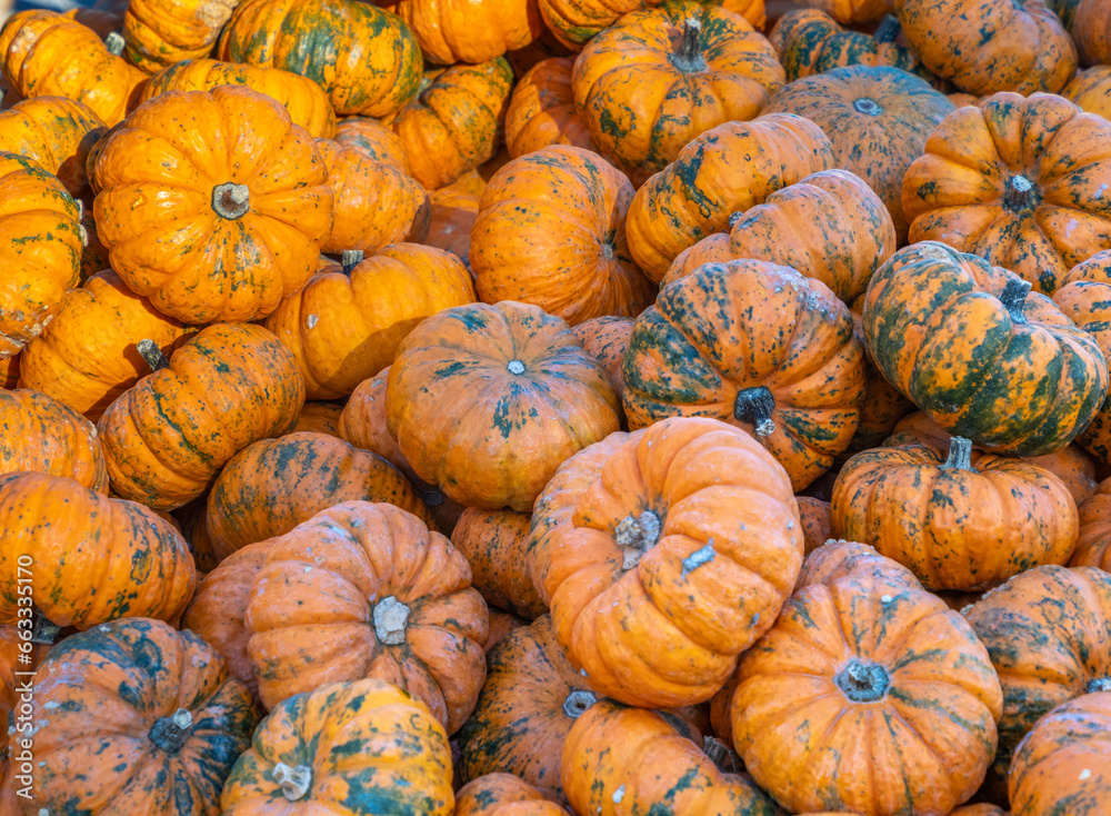 Musquée de Provence or fairytale pumpkin (Cucurbita moschata), a slightly flattened and deeply lobed pumpkin from southern France Musquée de Provence or fairytale pumpkin (Cucurbita moschata), a slightly flattened and deeply lobed pumpkin from southern France