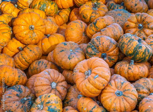 Musquée de Provence or fairytale pumpkin (Cucurbita moschata), a slightly flattened and deeply lobed pumpkin  from southern France © Luis