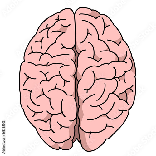 Illustration of the brain seen from above