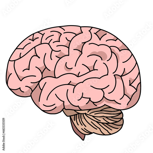 Color illustration of the brain seen from the side