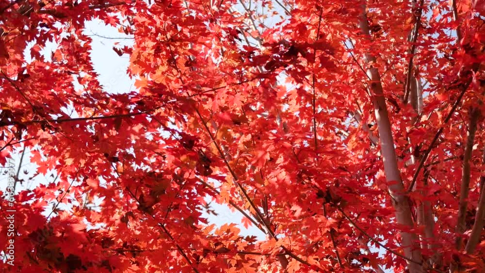 Red leaves on a tree in autumn