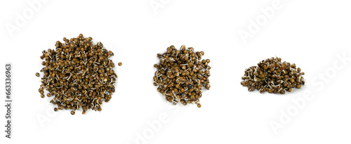 Lentils Sprouts, Sprouted Black Lentil Grains, Dal, Daal, Dhal, Masoor