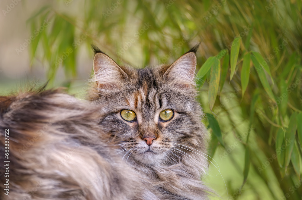 A cute fluffy tabby Maine Coon cat posing in a garden under a bamboo plant, looking curiously, Germany