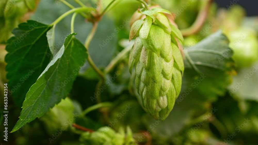 Sun-kissed hop bush highlighting enticing cone shapes. Sun-kissed hop bush highlighting enticing cone shapes.