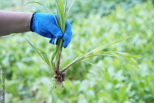 Fotografie Close up hand wears glove, pulled up weed plants from vegetable garden
