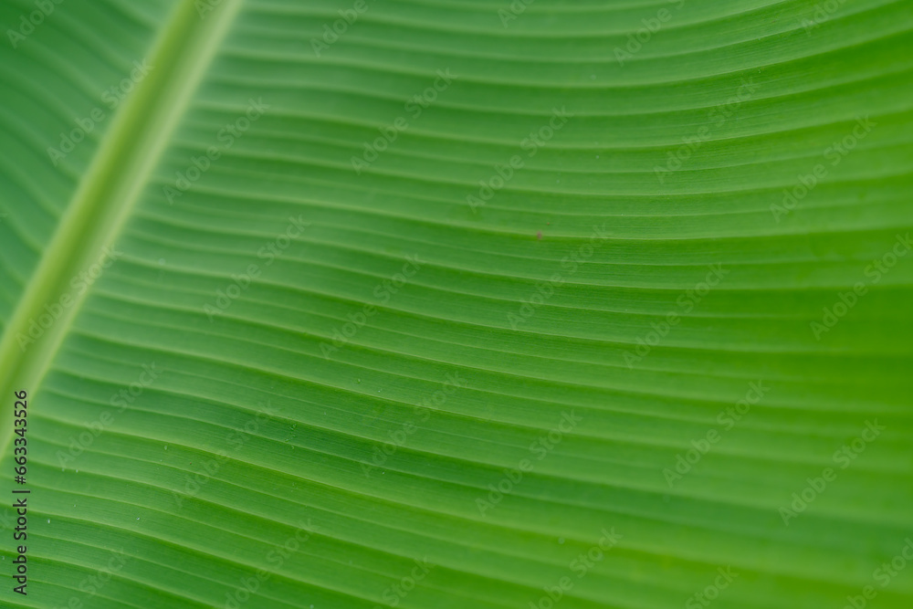 Green banana leaf texture background. Green banana leaf texture background.
