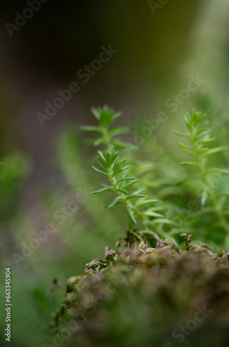 close up of fern leaf © Maxime