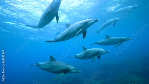 ミナミハンドウイルカ34_御蔵島_ 2023.4.22-23_群れで近づいて来て遠ざかっていく