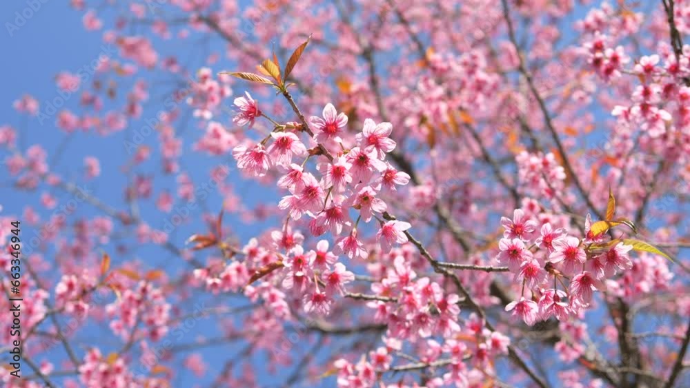 Beautiful Japanese Sakura Cherry Blossom Trees Blooming White and Pink Flowers Natural Cinematic 4K Slowmotion Footage. Beautiful Japanese Sakura Cherry Blossom Trees Blooming White and Pink Flowers Natural Cinematic 4K Slowmotion Footage.