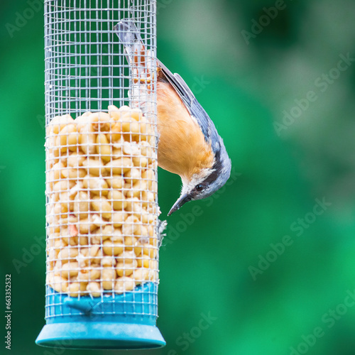 Obraz na płótnie The Eurasian nuthatch perching on a bird feeder full of sunflower seeds and eats on them