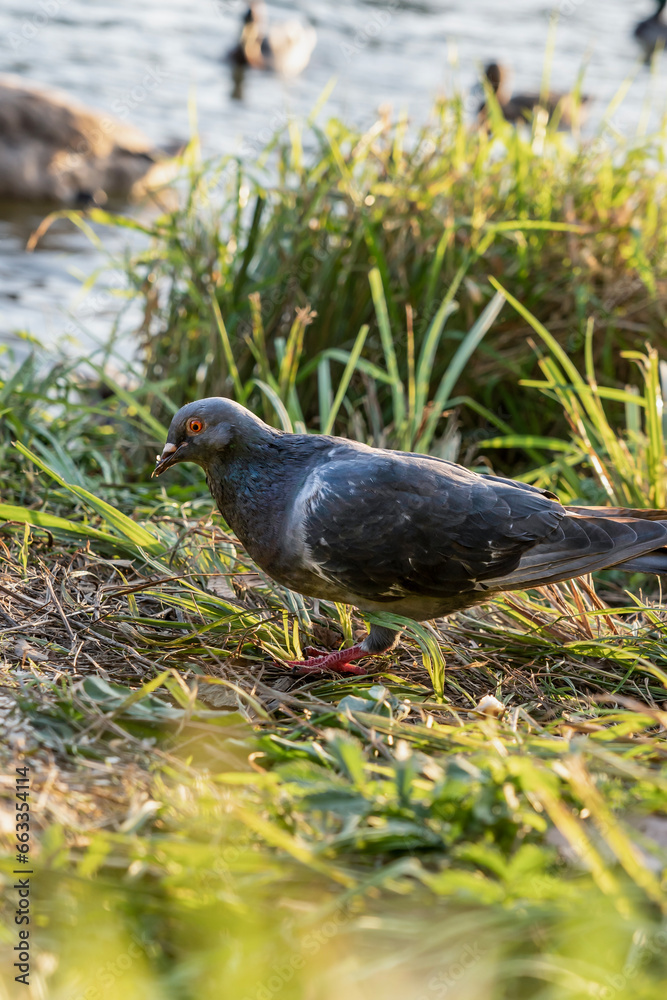 Obraz premium a dove looking around on a grassy lawn. Wildlife in the city. Birds on the river bank in the city.
