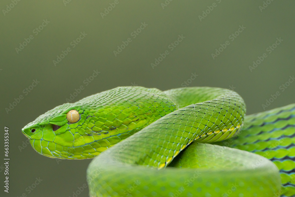 Obraz premium green snake