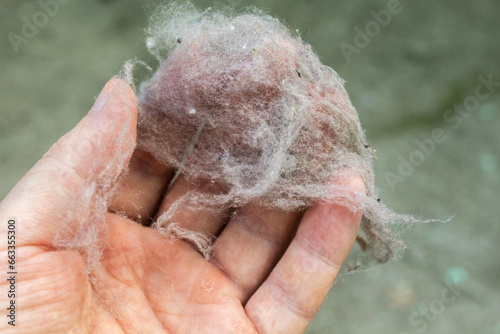Shot of hand holding wad of dust with dirt and dead insects photo