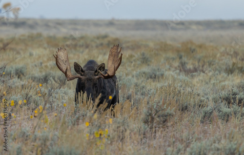 Bull Moose During the Rut in Wyoming in Auutmn