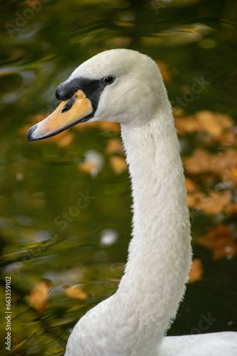 Fototapeta Naklejka Na Ścianę i Meble -  cisne encantado 