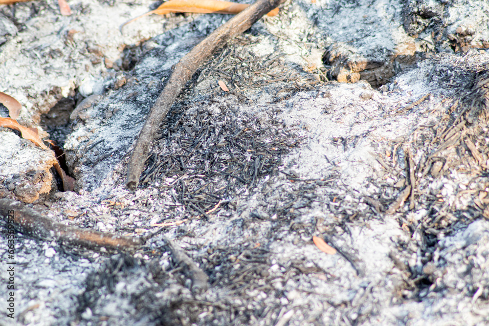 ash from forest fires in the dry season ash from forest fires in the dry season
