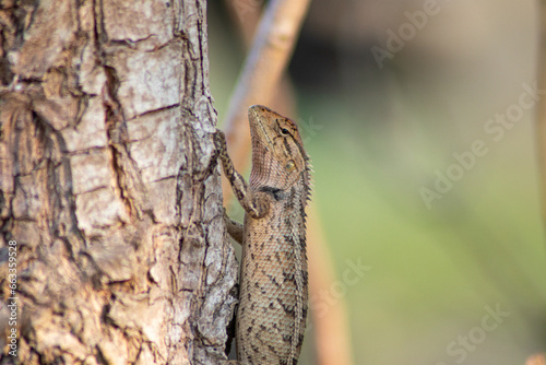indian Garden Lizard Calotes versicolor Daudin