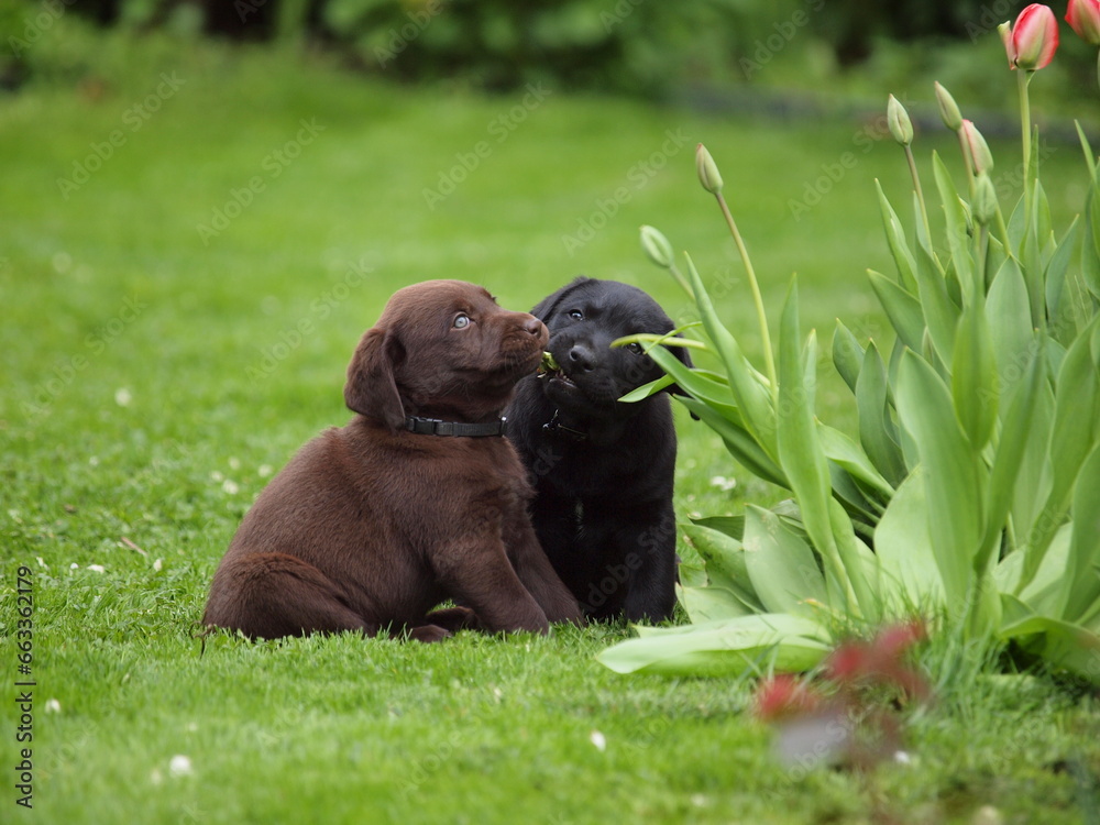 Blackie and Brownie discovering World Blackie and Brownie discovering World