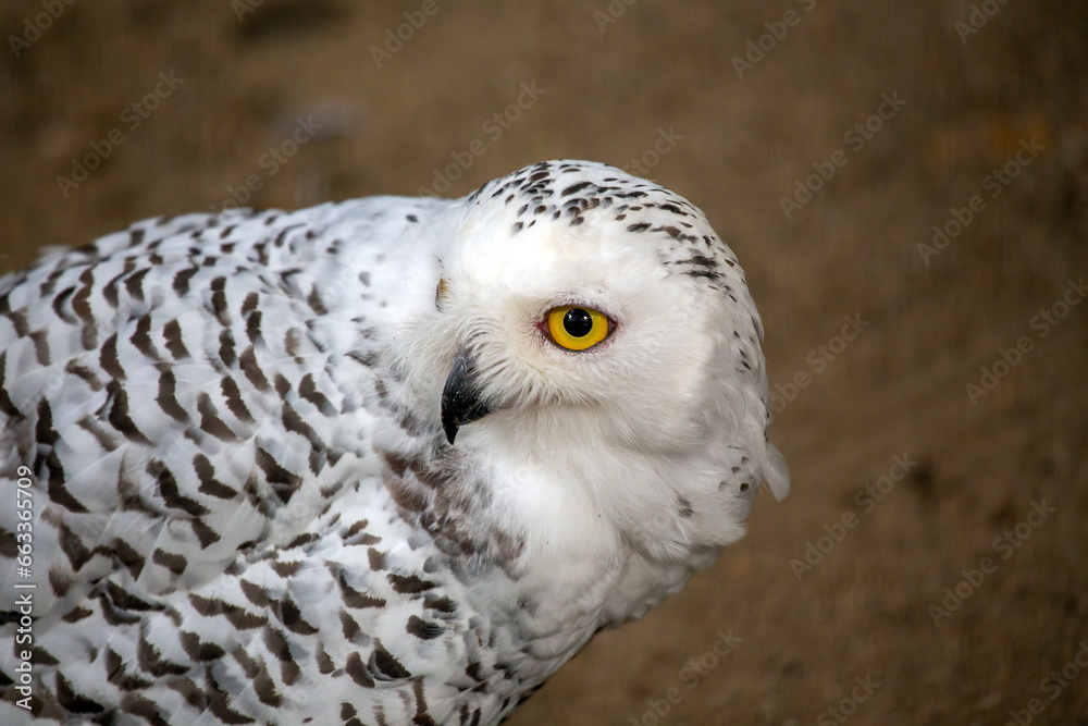 Obraz premium Snowy Owl (Bubo scandiacus) spotted outdoors