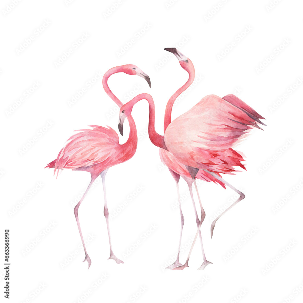 Obraz premium Watercolor flamingo set on white background. Hand drawn isolated illustration. Jungle collection