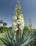  (Yucca gloriosa) Glorious yucca cultivated as ornamental shrub with a panicle of bell-shaped flowers