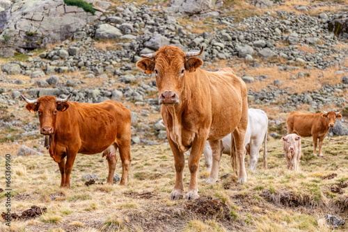Cows and calf in the meadows of the Gredos Platform, Sierra de Gredos, Ávila, Spain.