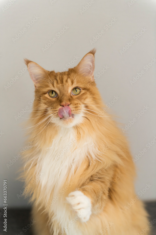 Porträt eines red tabby maine Coon Katers