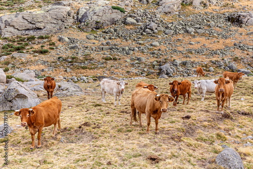 Cows in the meadows of the Gredos Platform, Sierra de Gredos, Ávila, Spain.