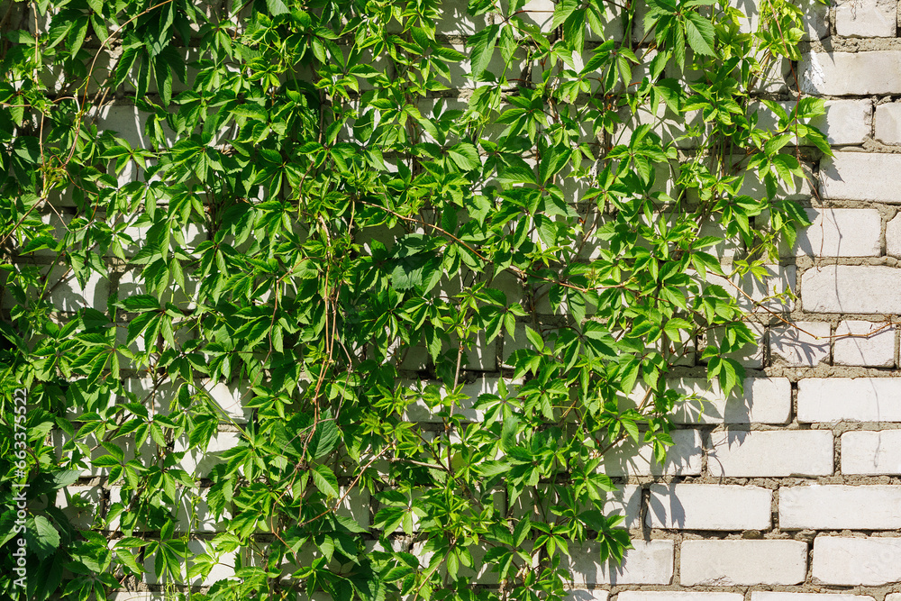 Obraz premium The wall of white silicate brick is covered with ivy.