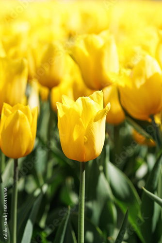 Selective focus on a yellow tulip growing in a field among other flowers. Close-up shot.