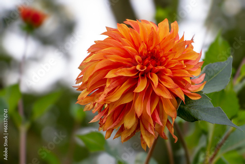 Dahlia variety called Lady Darlene. High quality photo