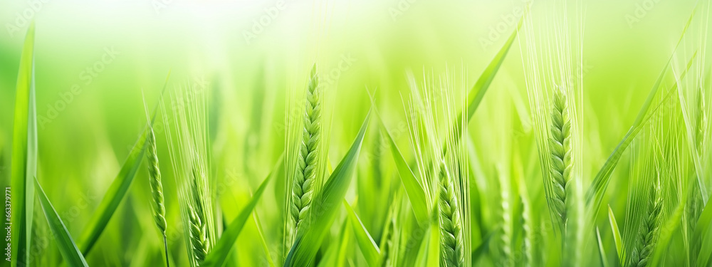 green wheat sprouts top blurred background panorama eco banner. green wheat sprouts top blurred background panorama eco banner.