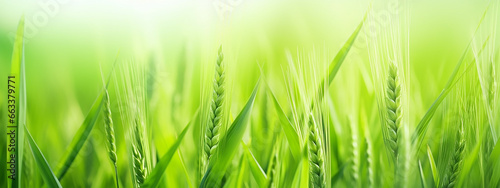 green wheat sprouts top blurred background panorama eco banner.