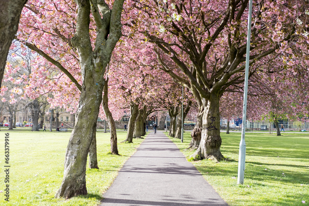 The Meadows park in spring. Beautiful pink Cherry Blossom or Sakura. in Edinburgh, Scotland The Meadows park in spring. Beautiful pink Cherry Blossom or Sakura. in Edinburgh, Scotland