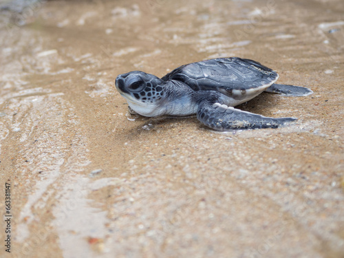 A newborn sea turtle is about to enter the sea on her first adventure of life.