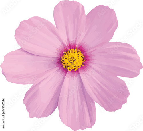 pink cosmos flower