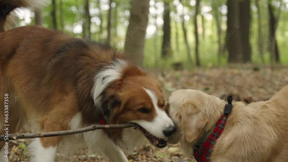 Two adorable dogs, a Border Collie and a Golden Retriever, playing together with a stick in the forest. The camera is moving around them. A blurred forest in the background. Two adorable dogs, a Border Collie and a Golden Retriever, playing together with a stick in the forest. The camera is moving around them. A blurred forest in the background.