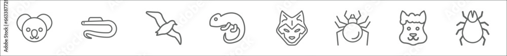 outline set of animals line icons. linear vector icons such as koala, moray, albotros, chameleon, wolf, spider, lama, mite