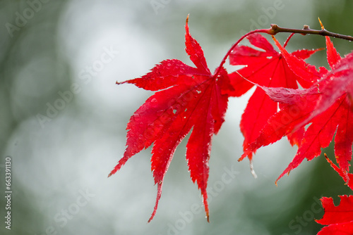 Roter japanischer Ahorn im Herbst